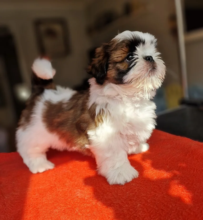 hodowla shihtzu cheerful corner