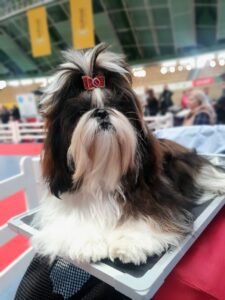 hodowla shihtzu cheerful corner