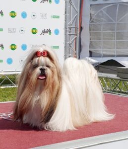 Suczka Shih Tzu Gaja hodowla Cheerful Corne